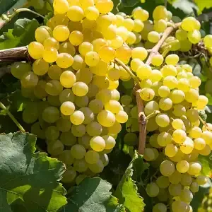 نهال-انگور-خلیلی