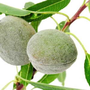 نهال-بادام-پسته_ای