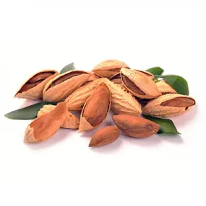 نهال-بادام-کاغذی-پالیز-نهال