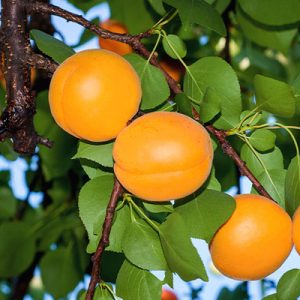 بررسی-و-خرید-نهال-زردآلو-پرتقالی