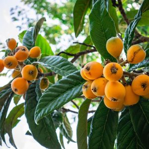 ازگیل-ژاپنی-1-min