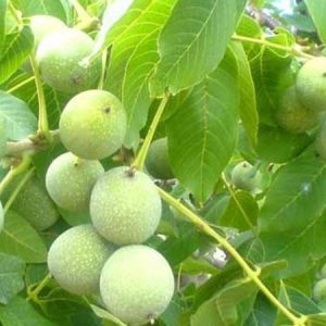 20160326_20509771841-778x450