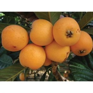 Loquat (3)-550x550w