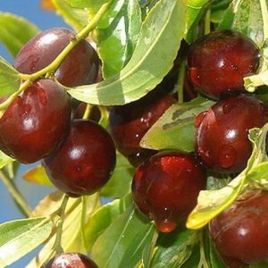 c4ab0de0c461f339c688d1b62c8bd885