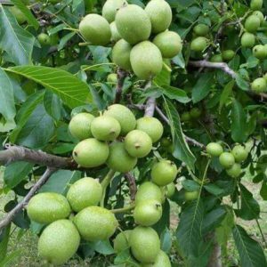 d29c4edfbba18594e9968b18ae2518fb