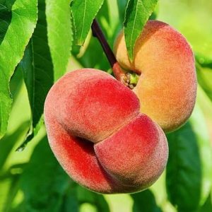 paliznal-anjeri-zafarani