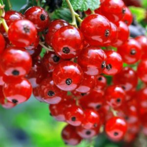 redcurrant1-815x450